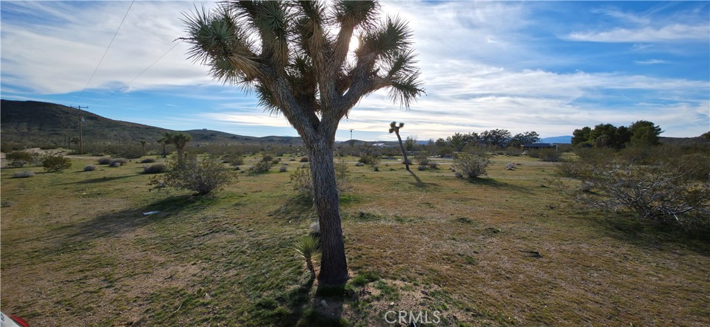 59787 Sharp Terrace Drive Yucca Valley, CA 92284 - Photo 6 of 19 a view of a yard with a tree