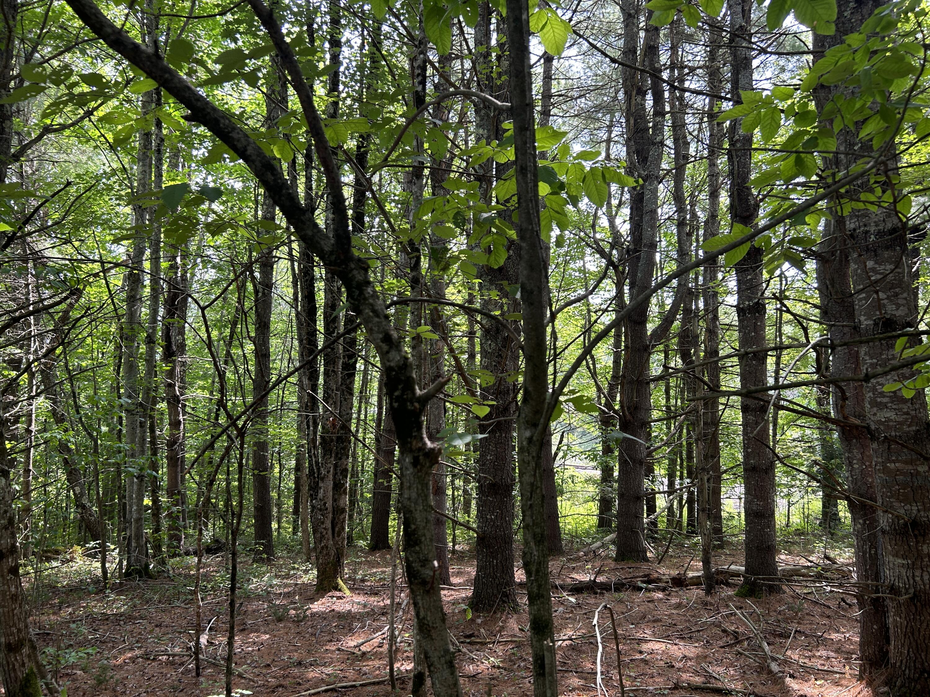 M12-lot10 Thorndike Road Unity, ME 04988 - Photo 14 of 16 DE348ECE-27C9-4927-9598-A7C23D1E2E05