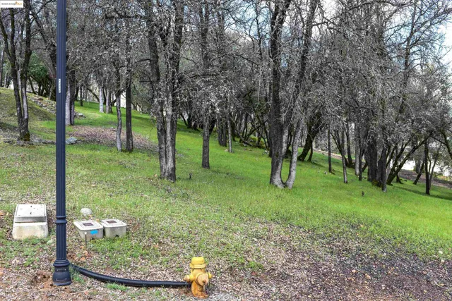 a view of a garden with a tree