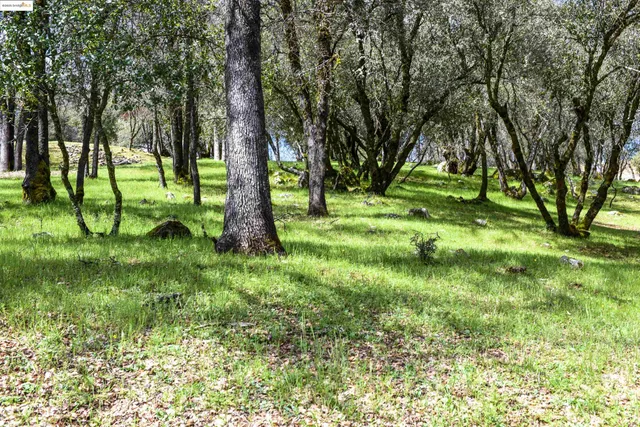 a view of a backyard with large trees