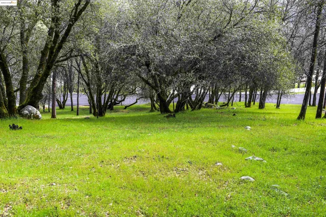 a view of a trees with a yard