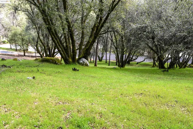 a view of a garden with a tree