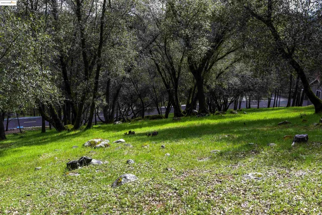 a view of a park with large trees