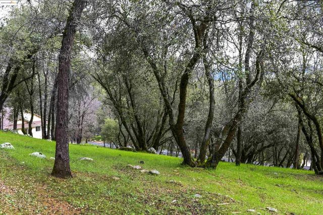 a huge green field with lots of trees