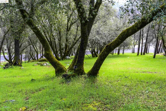 a green field with lots of trees