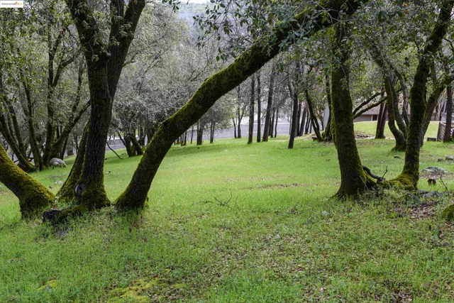 a view of a garden with a tree