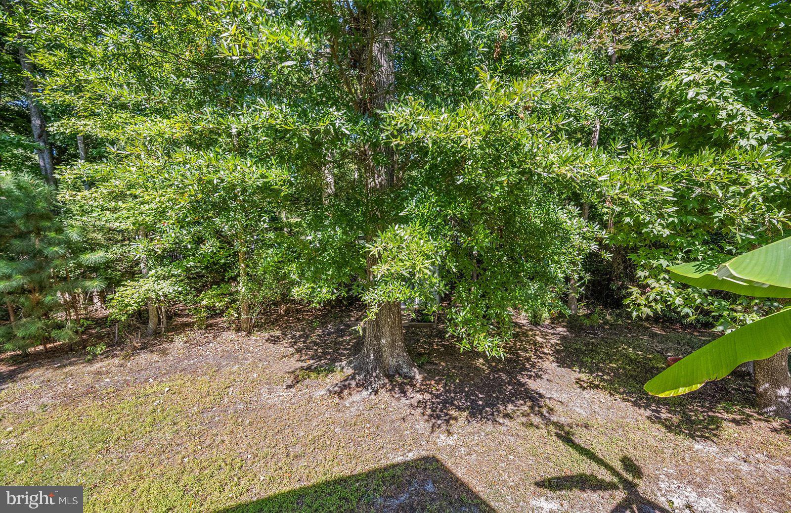 91 Robin Hood Trail Ocean Pines, MD 21811 - Photo 53 of 71 a view of a yard with plants and large trees