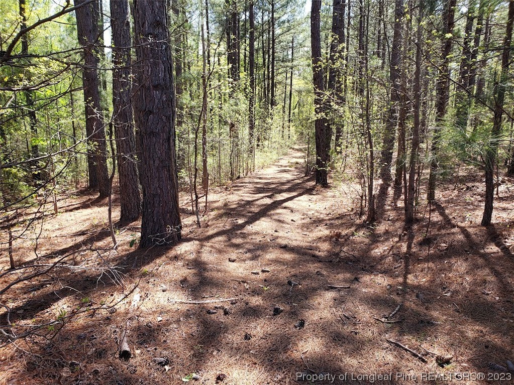 0 Border Lee Road Cameron, NC 28326 - Photo 4 of 10 a backyard of a house with lots of green space