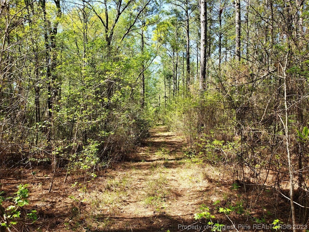 0 Border Lee Road Cameron, NC 28326 - Photo 7 of 10 a view of a yard with a tree