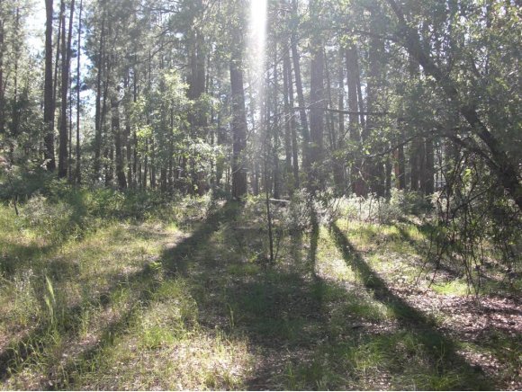 1061 East Stagecoach Road Prescott, AZ 86303 - Photo 1 of 6 Primary Photo