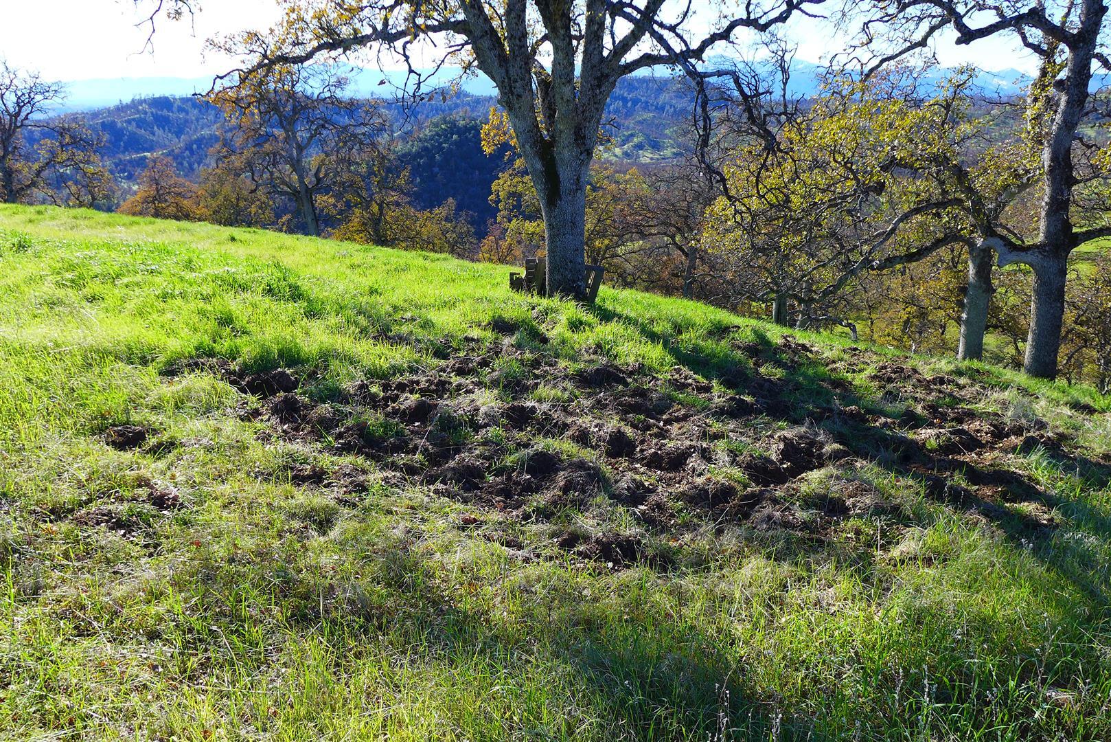 Lot 83 Roaring Creek Road Igo, CA 96047 - Photo 3 of 21 a big yard with lots of green space