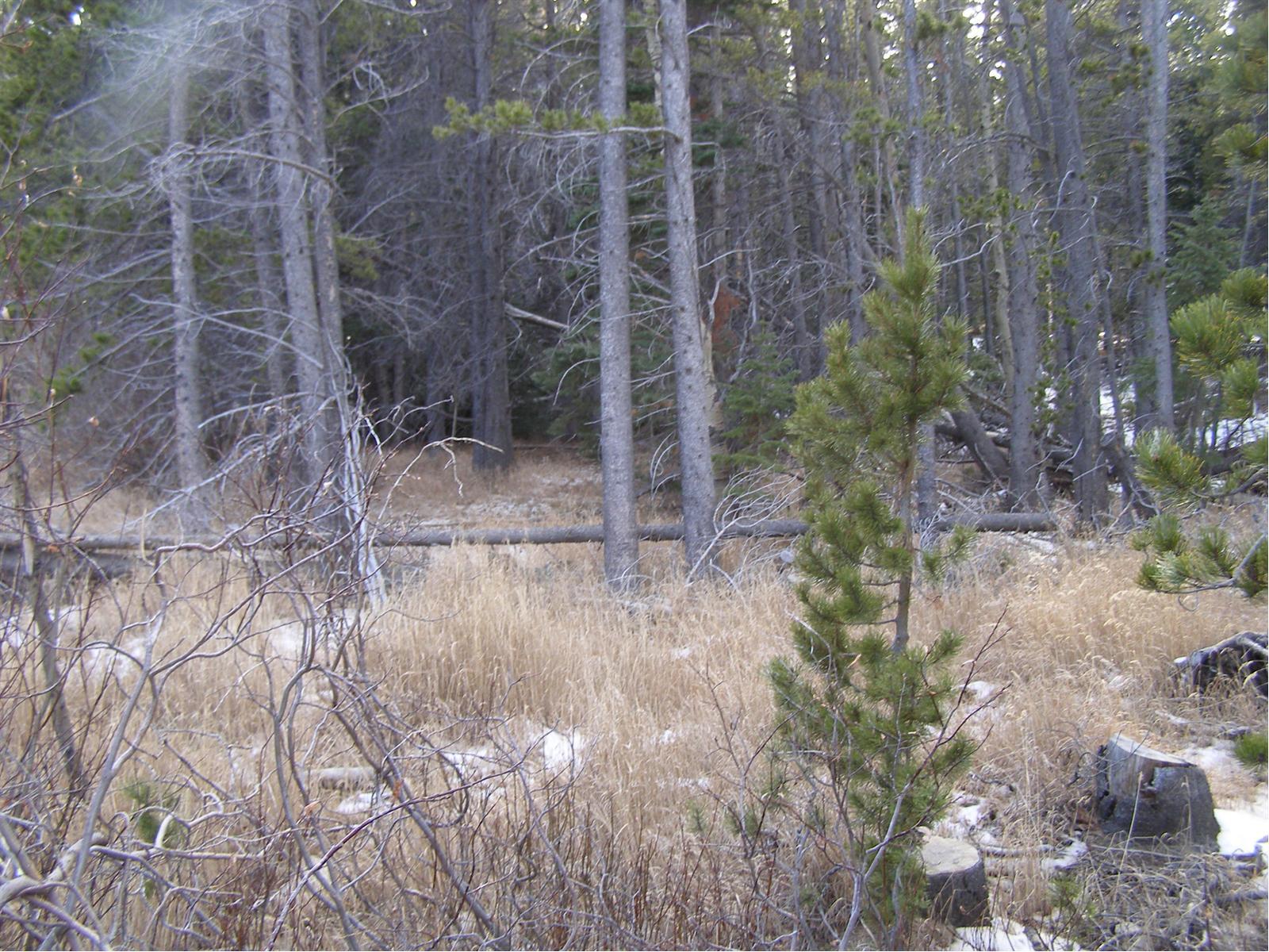112 Deer Road Idaho Springs, CO 80452 - Photo 1 of 1 a view of a backyard