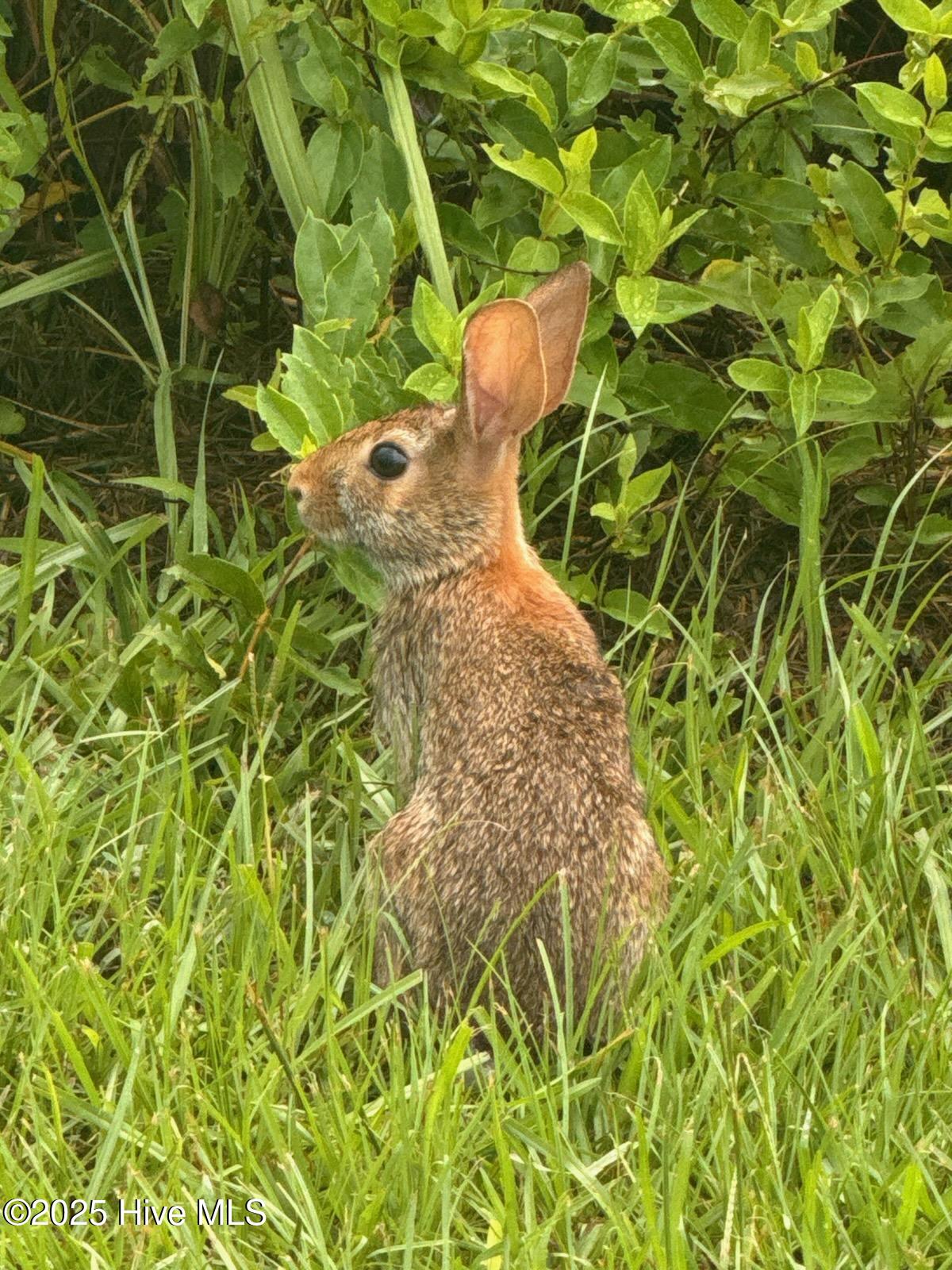 649 Turnpike Road Belvidere, NC 27919 - Photo 27 of 28 Nature