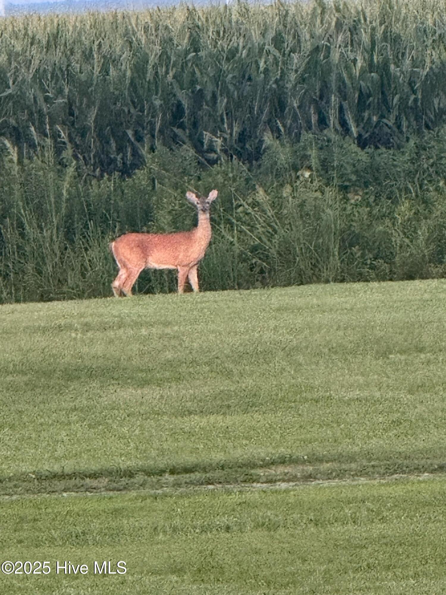 649 Turnpike Road Belvidere, NC 27919 - Photo 28 of 28 Wildlife