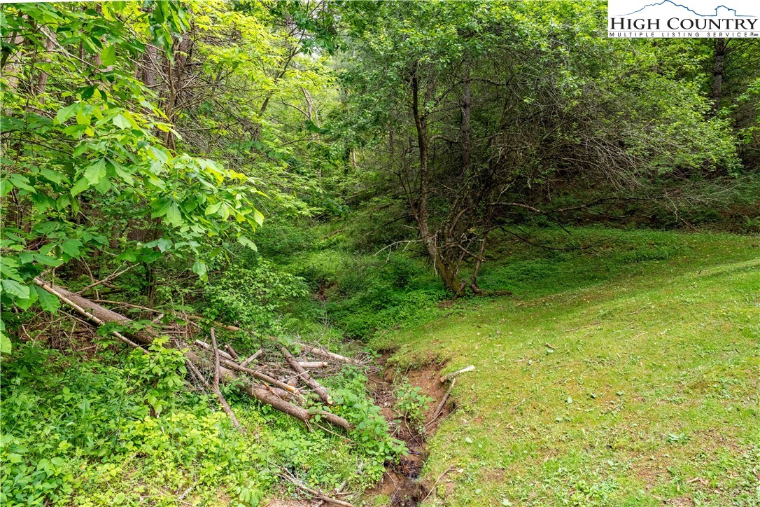 1546 Stage Road Mountain City, TN 37683 - Photo 47 of 48 a view of a big yard with large trees