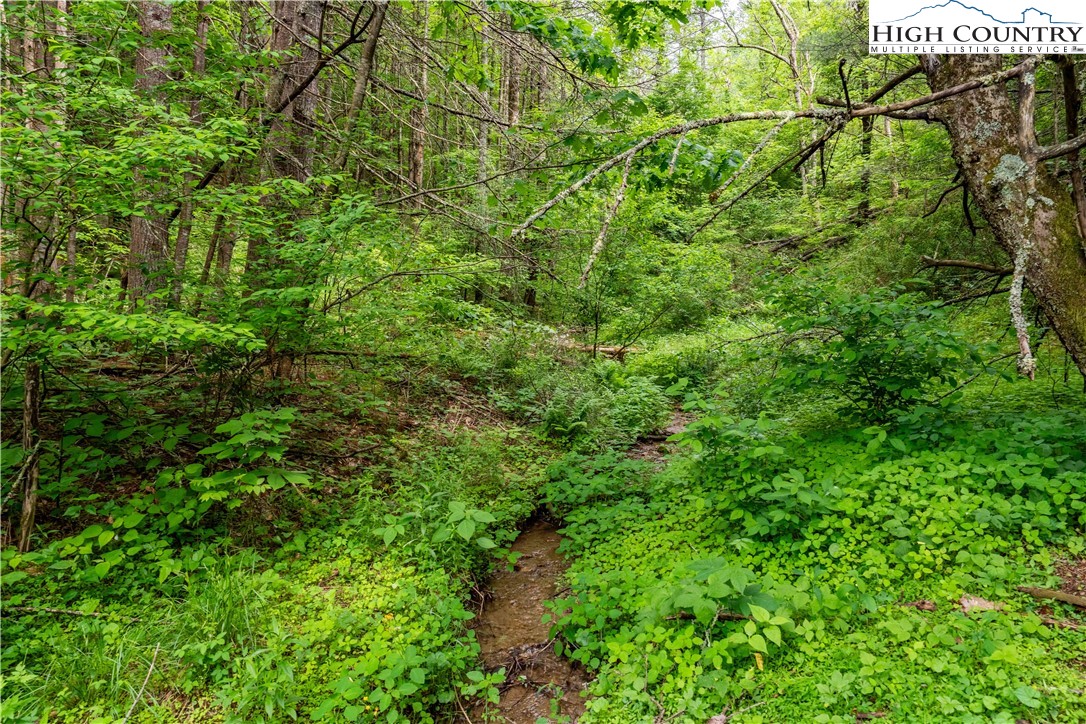 1546 Stage Road Mountain City, TN 37683 - Photo 48 of 48 a view of a yard