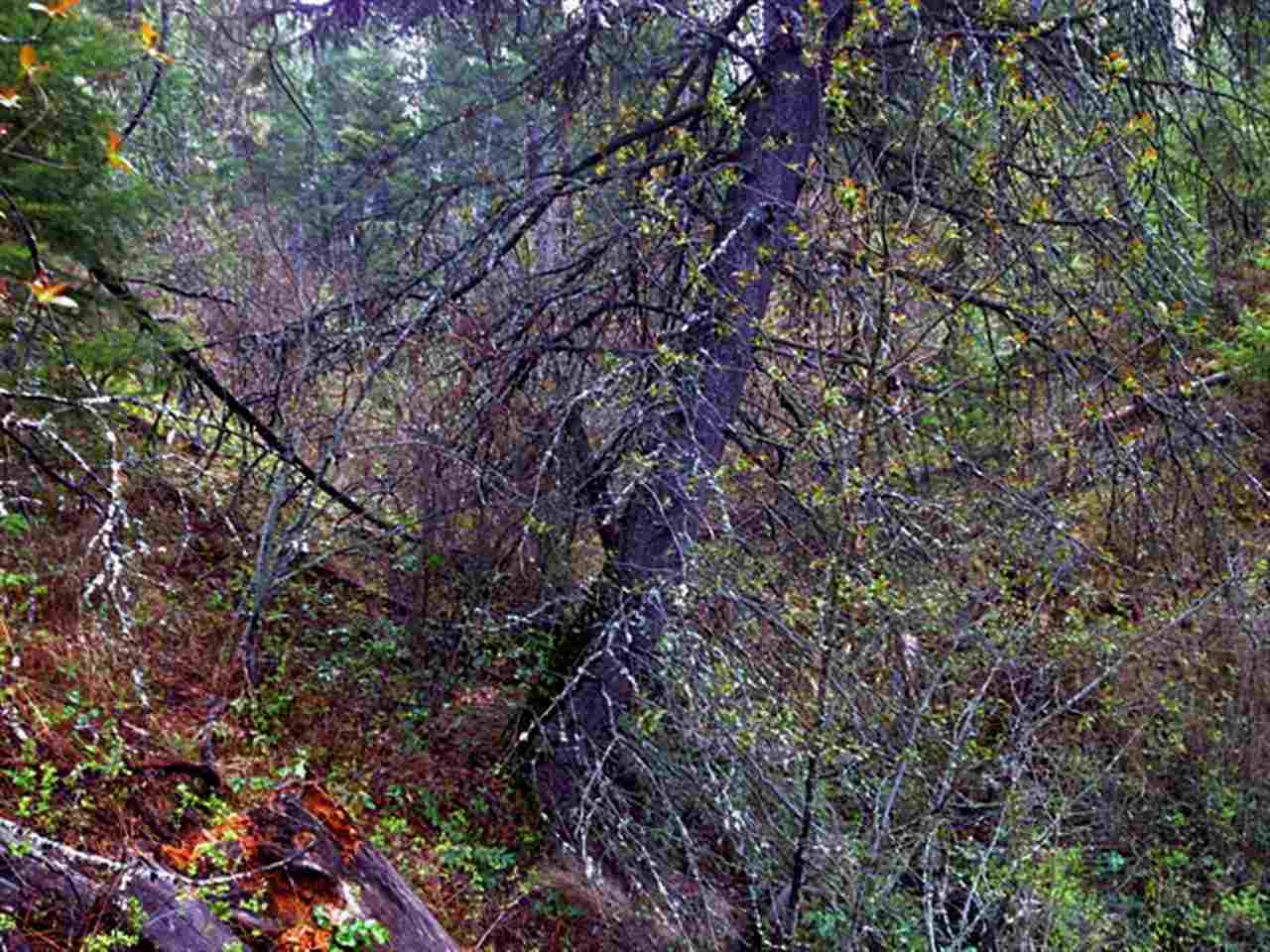 0 North Hardesty Road Colbert, WA 99005 - Photo 6 of 16