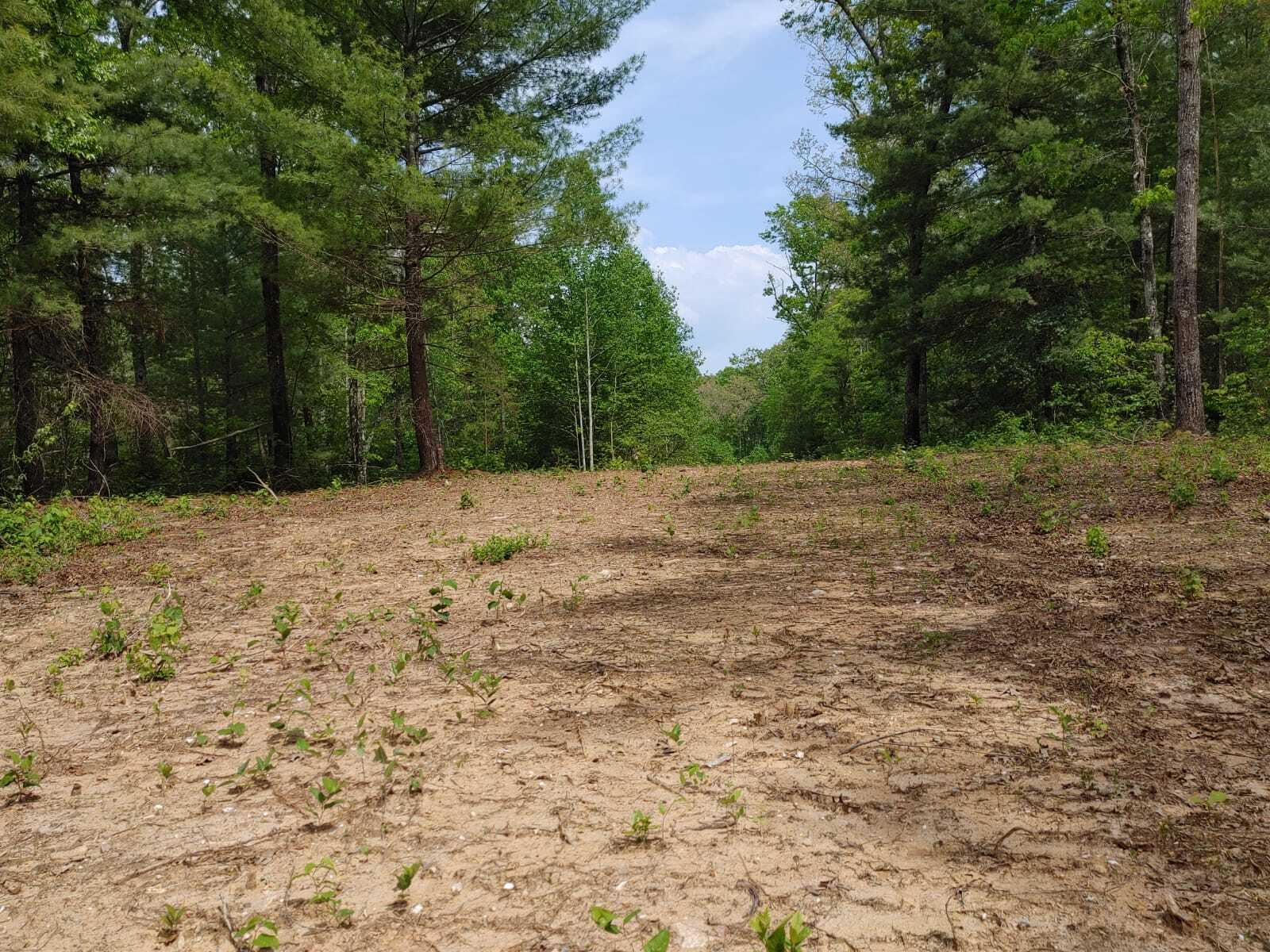 175 Massingale Road Tellico Plains, TN 37385 - Photo 11 of 27 WhatsApp Image 2021-05-27 at 9.45.53 PM