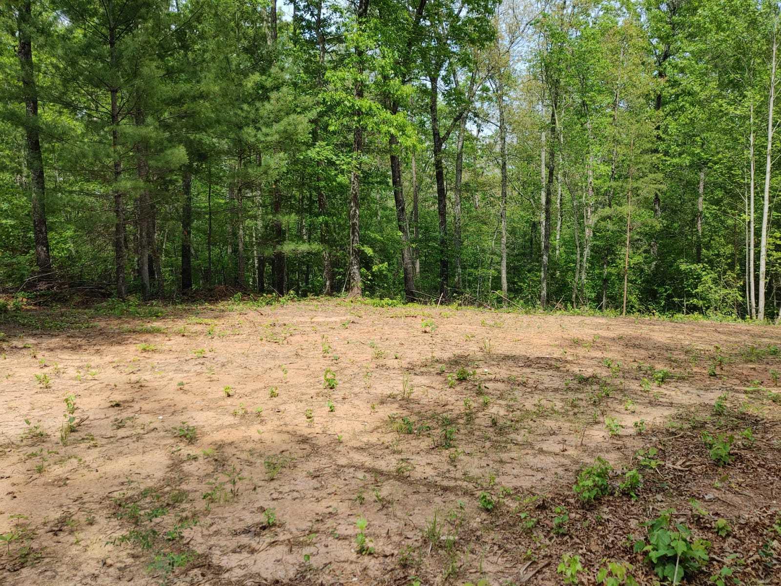 175 Massingale Road Tellico Plains, TN 37385 - Photo 14 of 27 WhatsApp Image 2021-05-27 at 9.45.54 PM