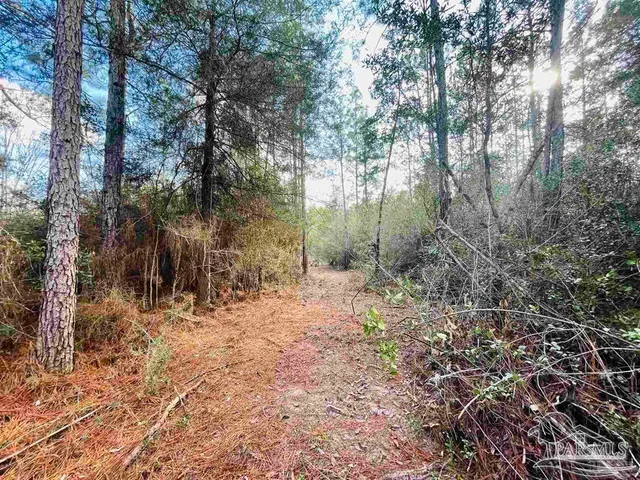 a view of a yard with trees