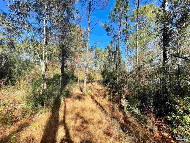 a view of a yard with trees