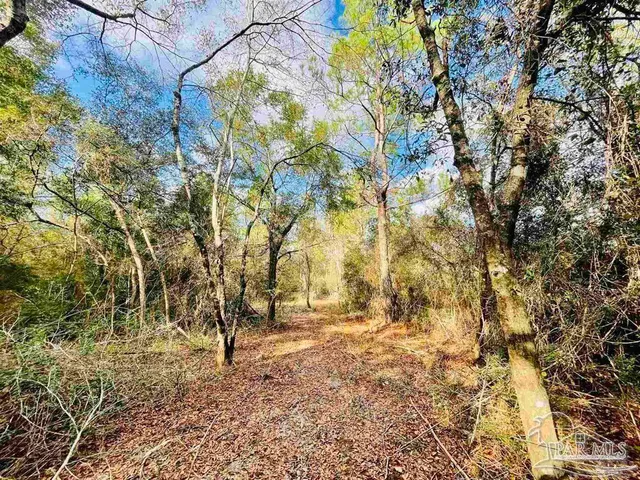 a view of yard with trees