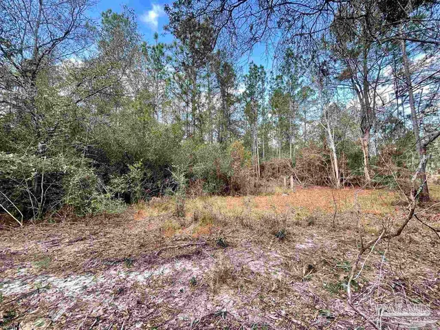 a view of a yard with large trees