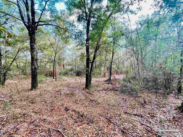 a view of a forest filled with trees