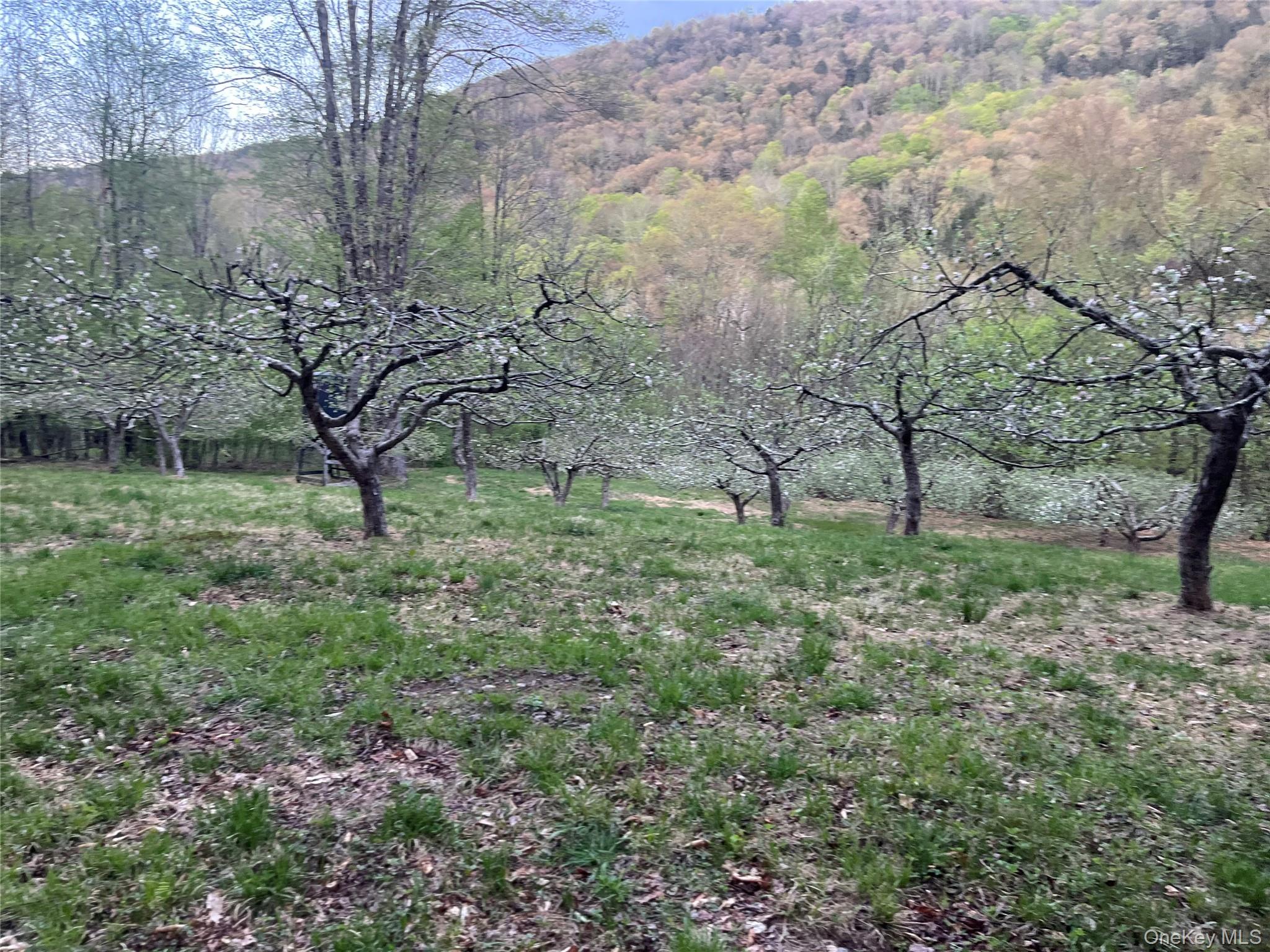 201 Basket Brook Road Long Eddy, NY 12760 - Photo 33 of 34 a big yard with lots of green space and deers