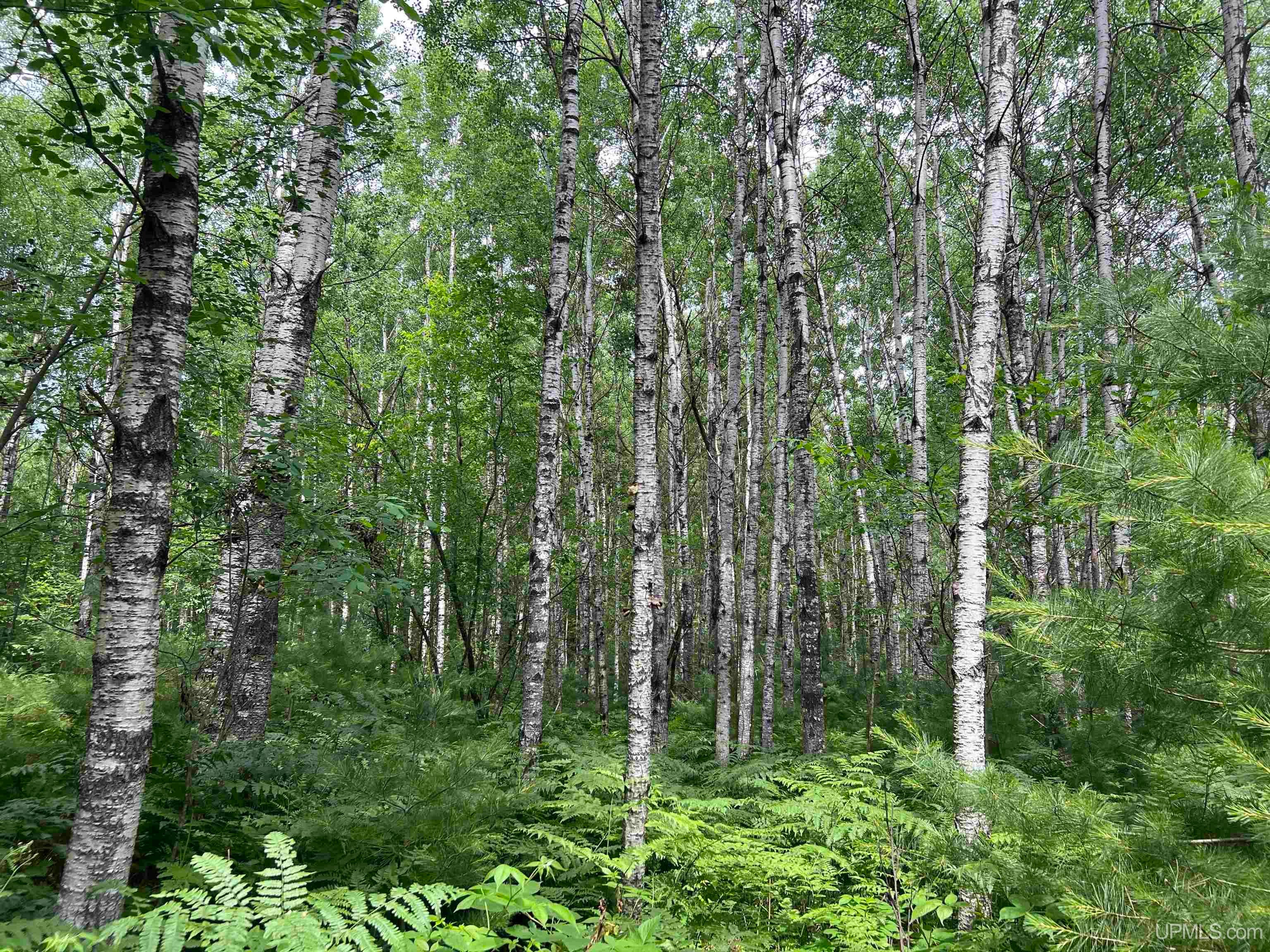 Tbd Leeman Road Felch, MI 49831 - Photo 27 of 84 Gallery Image 27