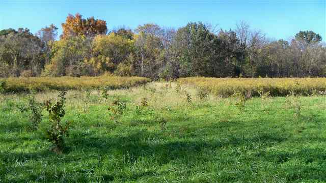 0 Ladd Ipava, IL 61441 - Photo 3 of 6 Gallery Image 3