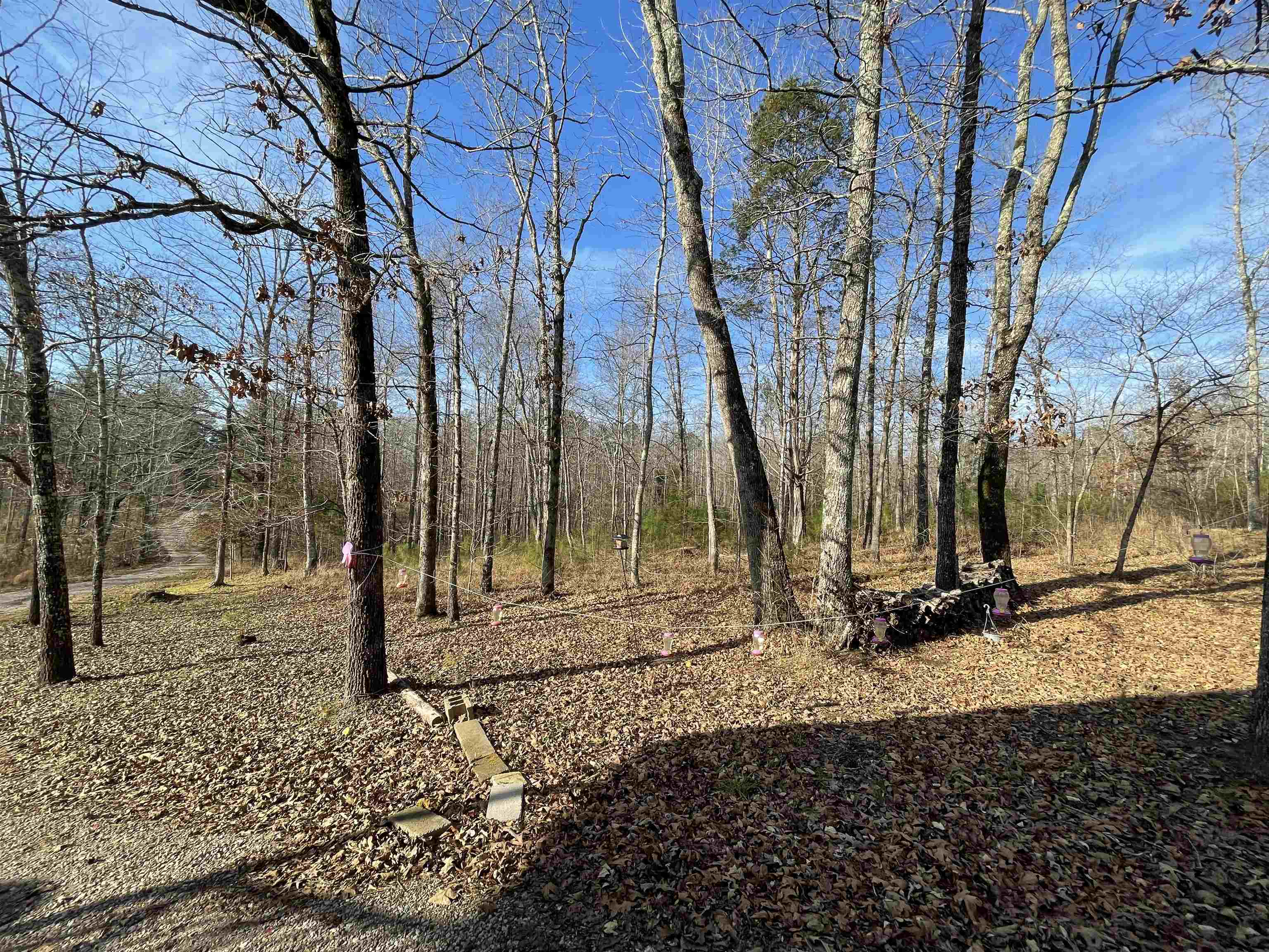 1110 Small Road Morris Chapel, TN 38361 - Photo 14 of 25 a view of a backyard with large trees