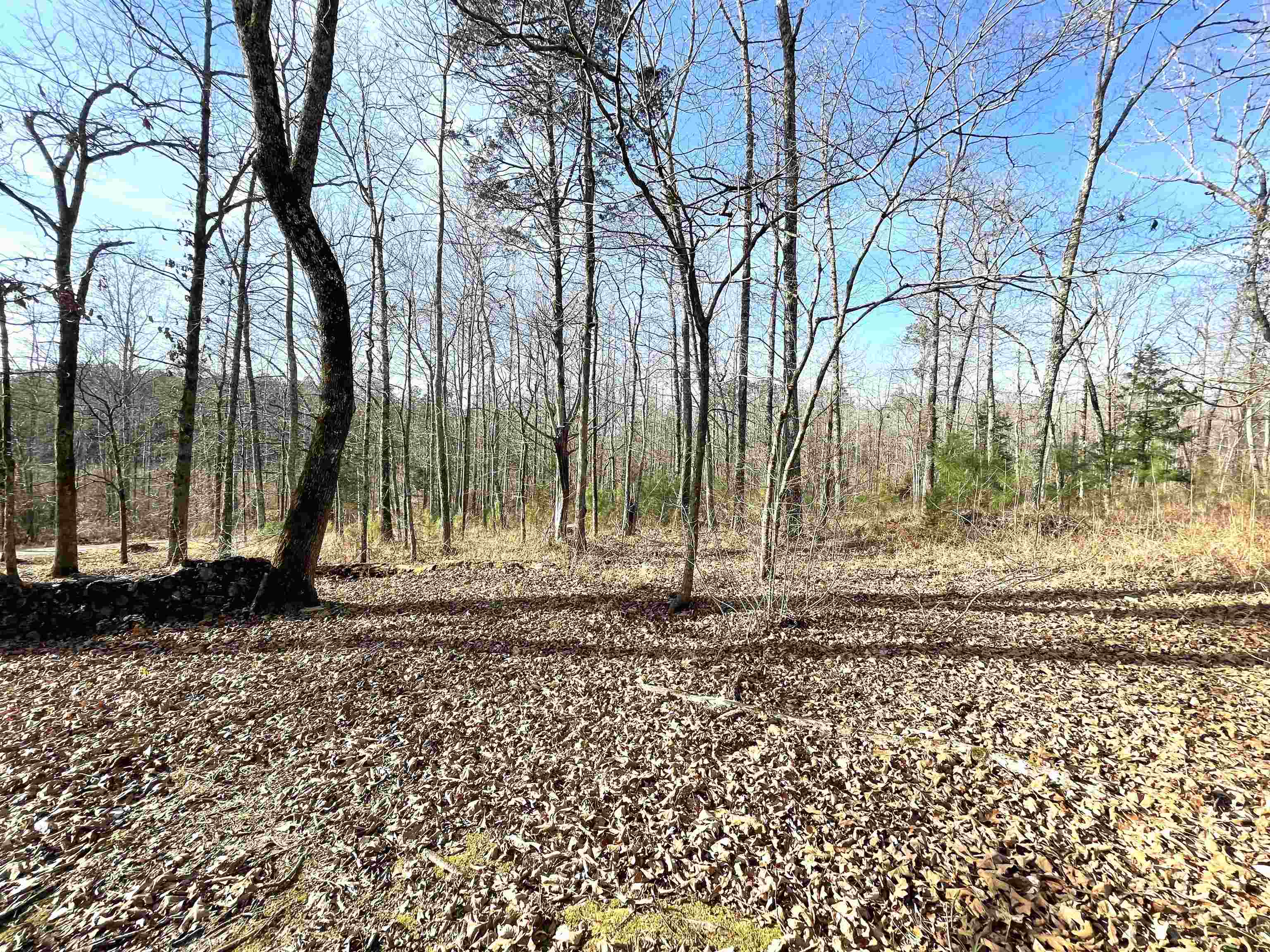 1110 Small Road Morris Chapel, TN 38361 - Photo 25 of 25 a backyard of a house with lots of green space