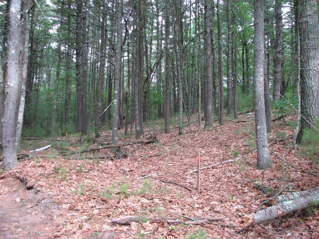 58 Buffam Road Pelham, MA 01002 - Photo 3 of 11 a backyard of a house with lots of green space