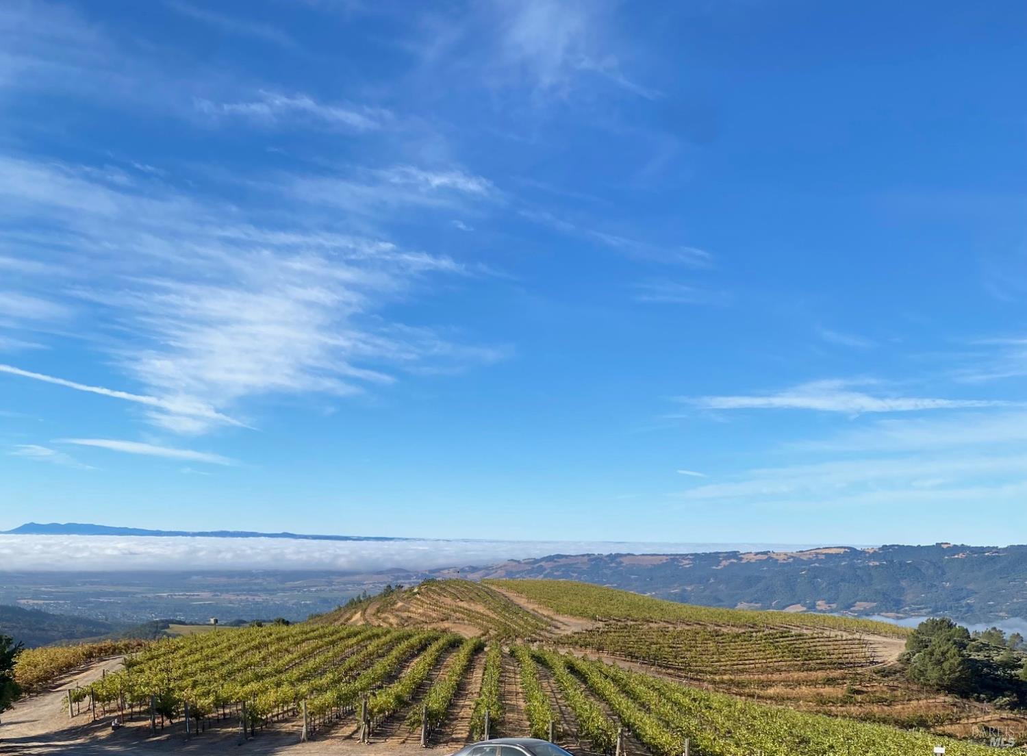 Hannah Vineyard Views as you drive to the property. This is your experience once you drive beyond the stone pillar entry gate.