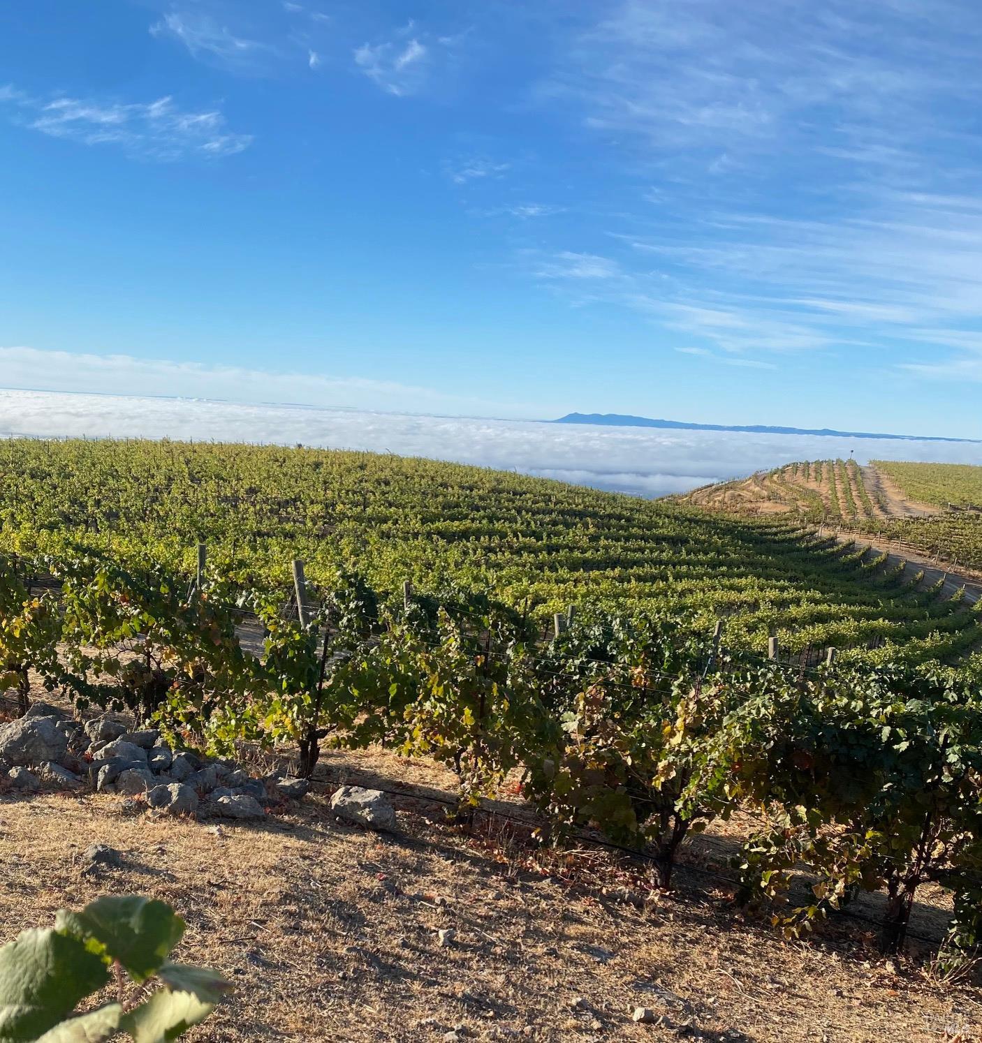 4420 Cavedale Road Sonoma, CA 95476 - Photo 25 of 25 Neighboring vineyard views and driving experience.