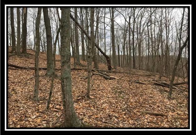 40 Dougan Road Patriot, OH 45658 - Photo 11 of 15