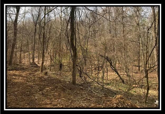 40 Dougan Road Patriot, OH 45658 - Photo 14 of 15