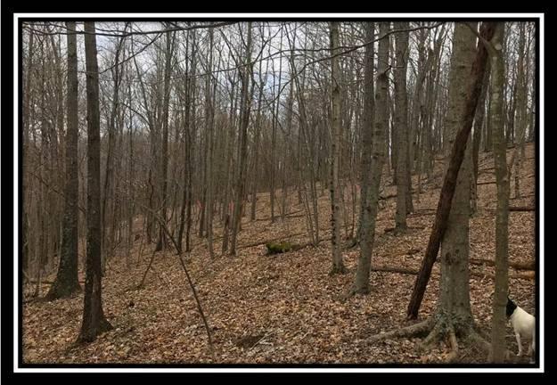 40 Dougan Road Patriot, OH 45658 - Photo 10 of 15