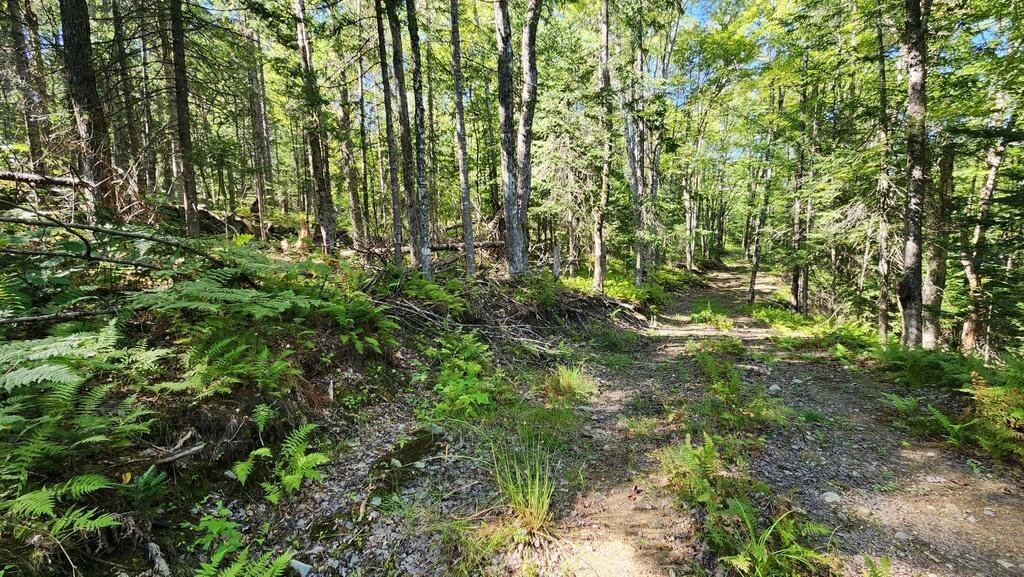 Lot 32 Rt 148 Starks, ME 04911 - Photo 5 of 17 20240903_151142_resized_1