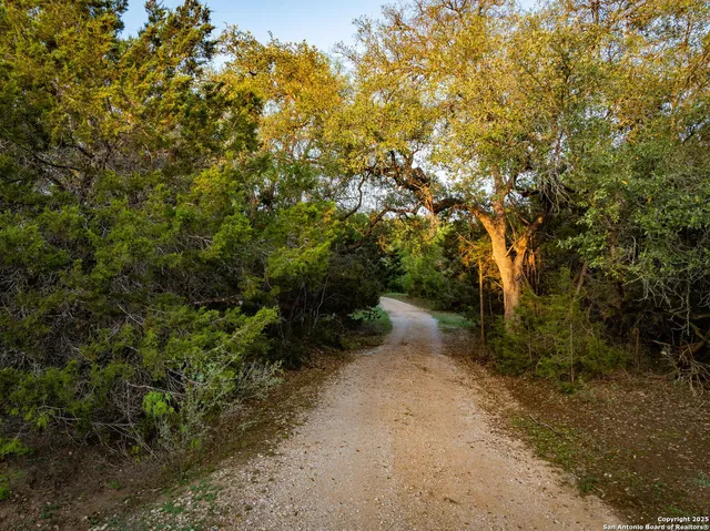 a view of a forest with trees in the background