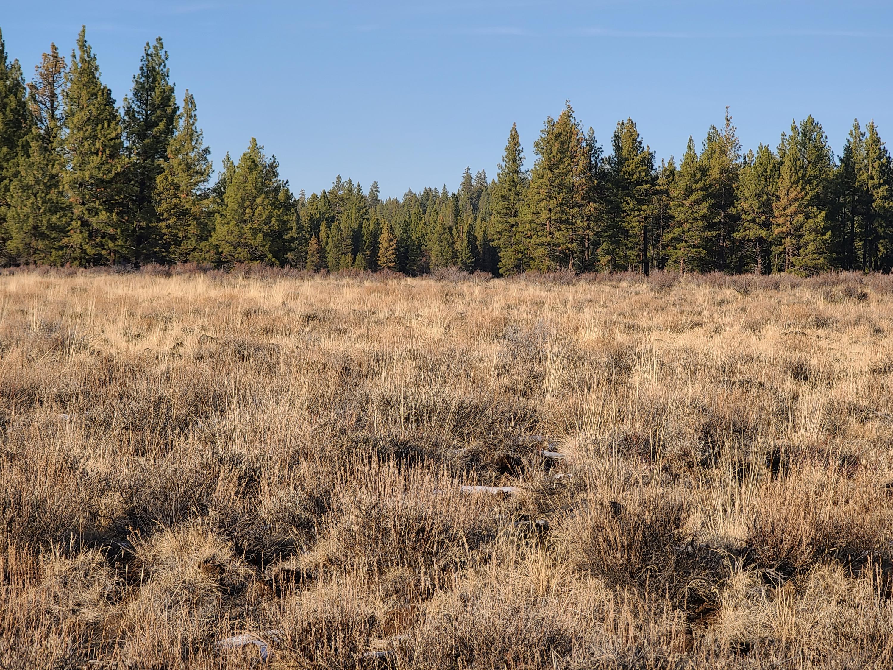 Lot 15 Yellow Pine Road Beatty, OR 97621 - Photo 1 of 6 Photos