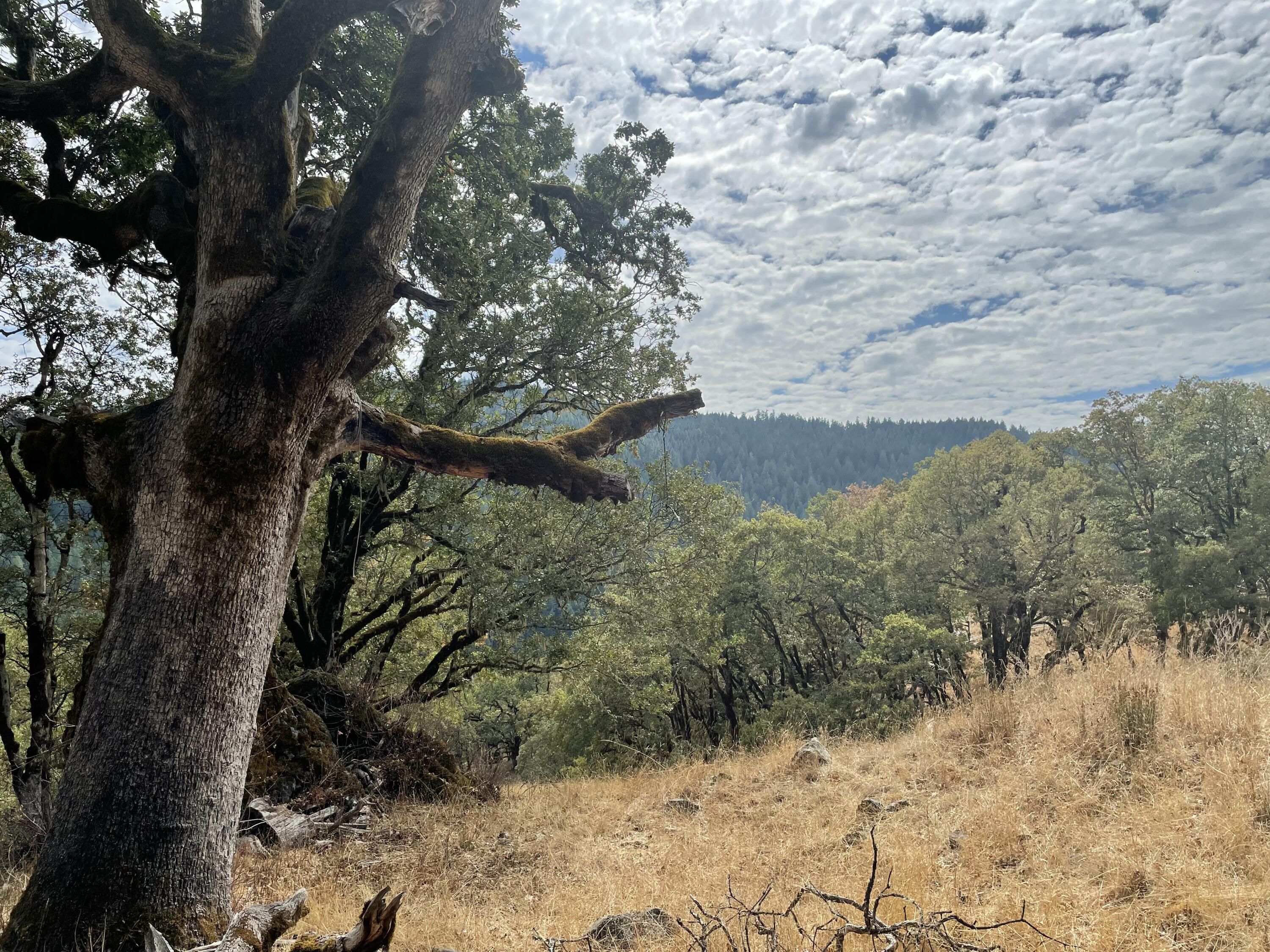 40-acres 40-acres Ridge Road Mad River, CA 95526 - Photo 3 of 28
