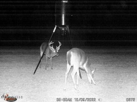 291 Permenter Road Camden, MS 39045 - Photo 54 of 60 IMG_0599