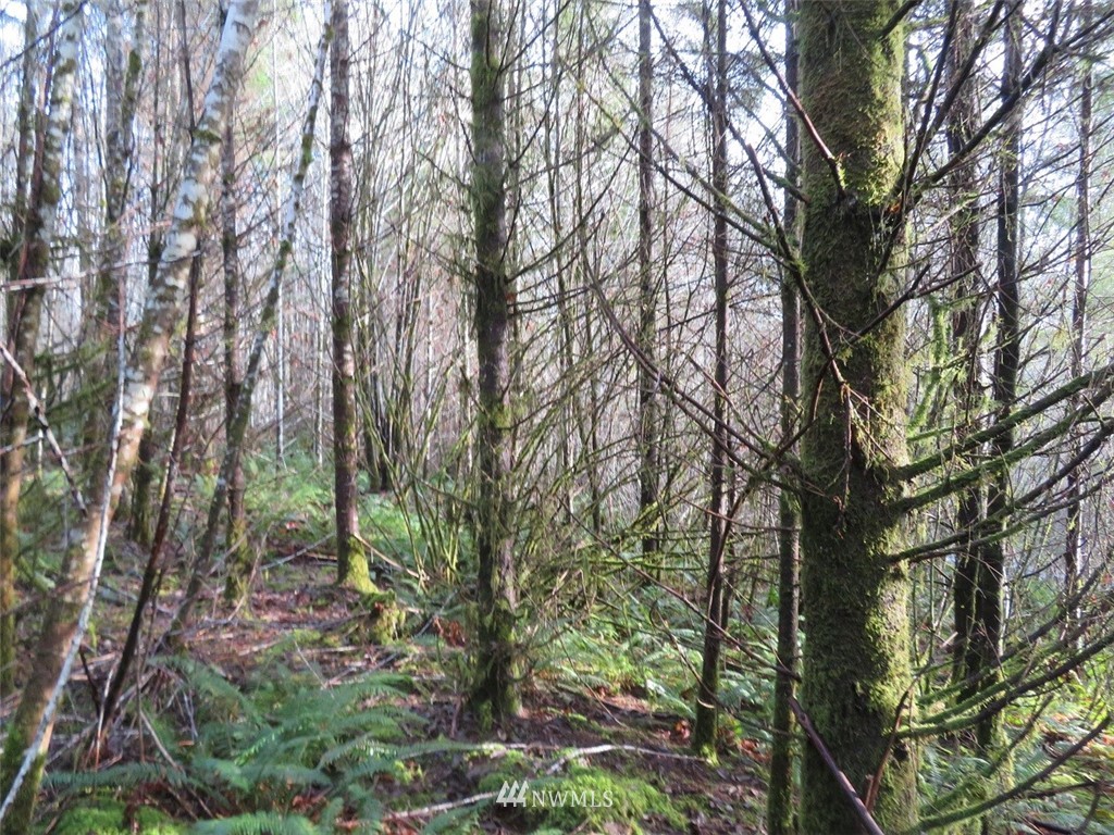 -xxx Xxx Labarre Road Chehalis, WA 98532 - Photo 4 of 23