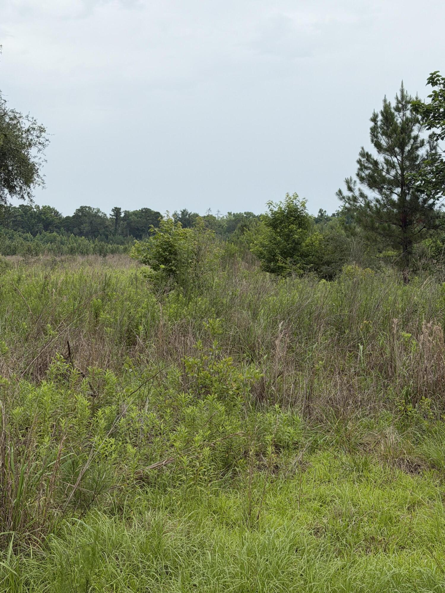0 State Road Holly Hill, SC 29059 - Photo 5 of 7