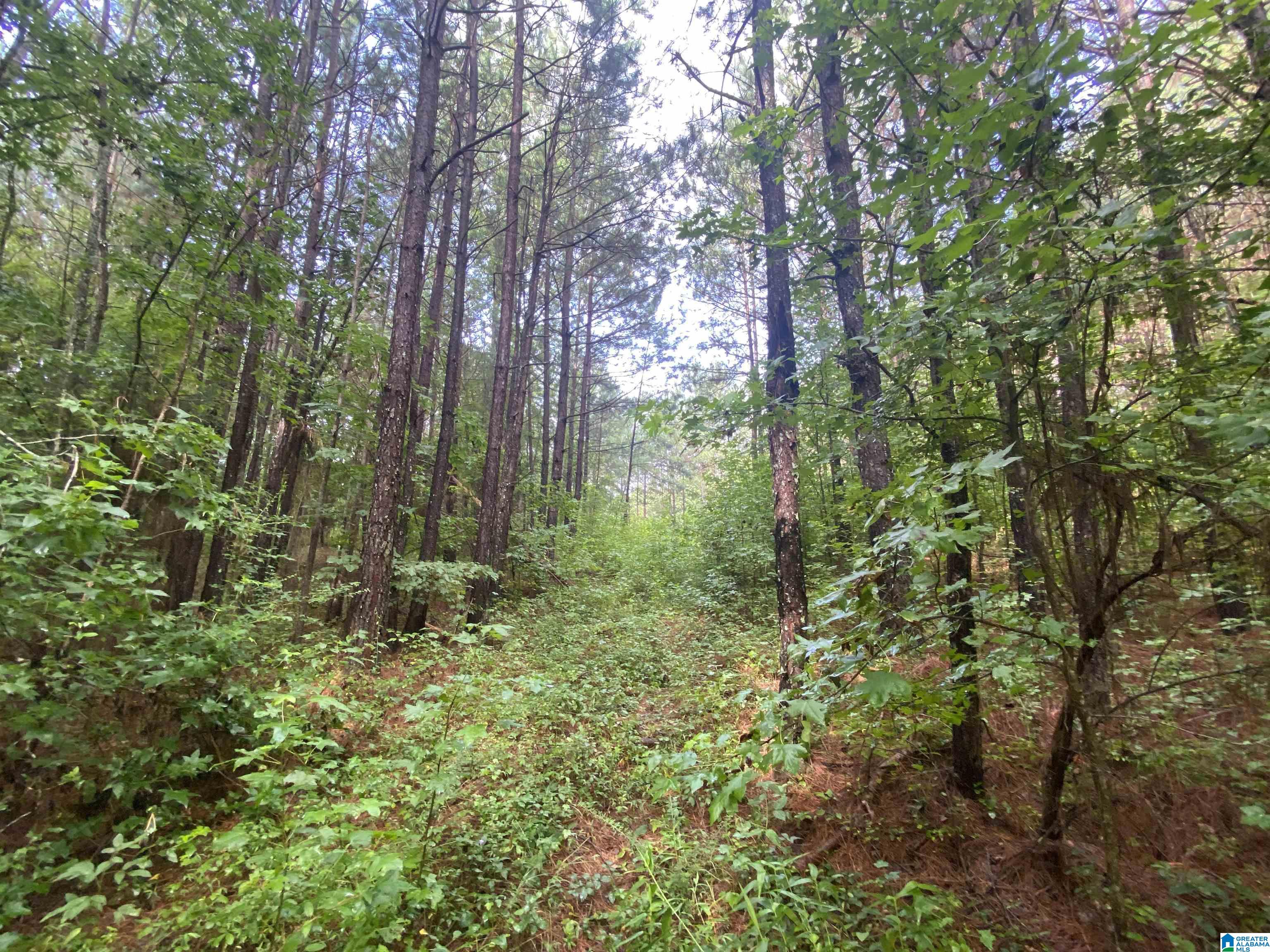 Bull Hollow Road, Unit 60 Odenville, AL 35120 - Photo 4 of 25
