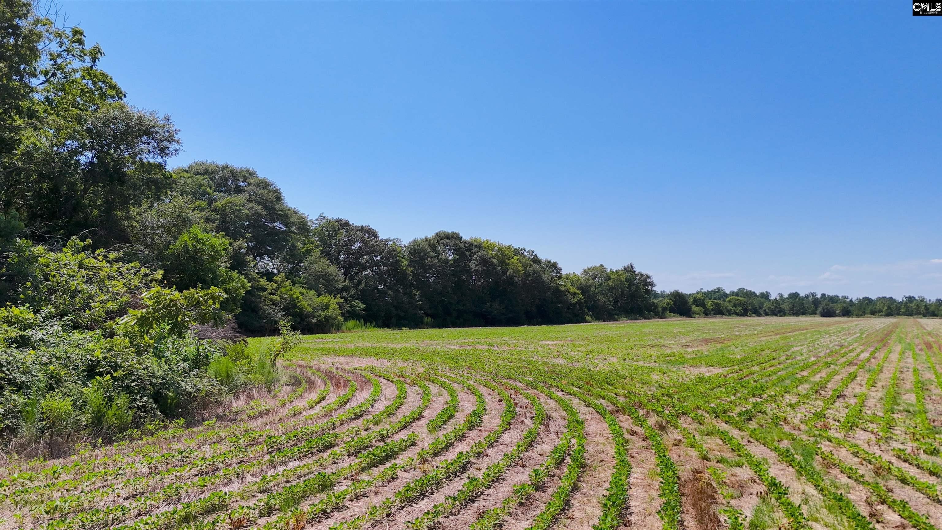 0 Joes Trail Road Monetta, SC 29105 - Photo 5 of 11