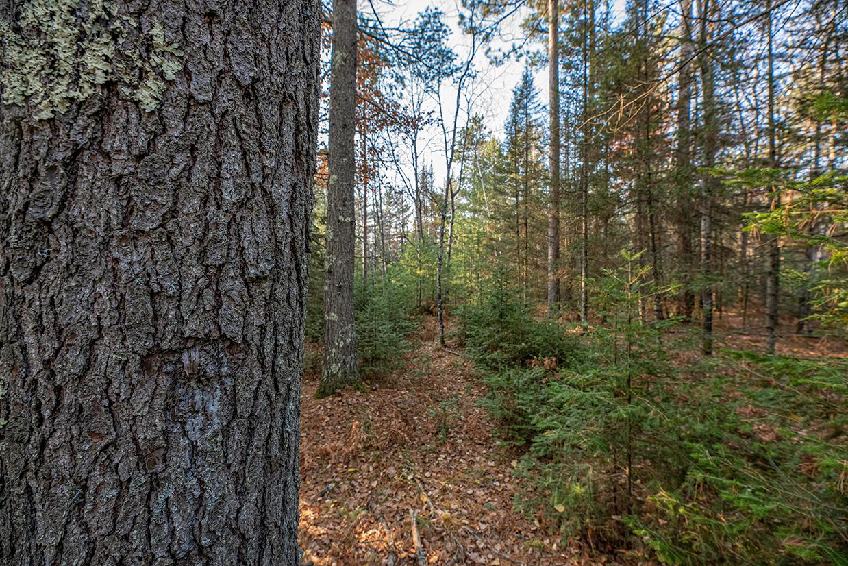 Off Watersmeet Lake Road Eagle River, WI 54521 - Photo 7 of 22 Gallery Image 7