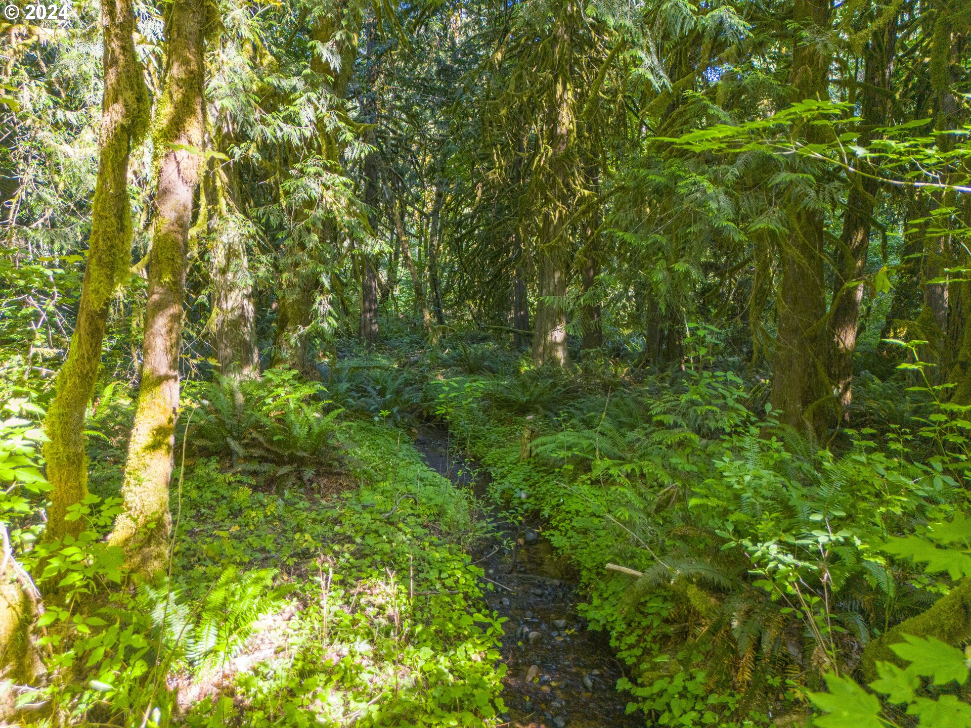 29990 Southeast Knox Road Boring, OR 97009 - Photo 24 of 41 a view of a lush green forest